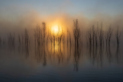 Grasping Sunrise - a Photographic Art Artowrk by Lori Wivart